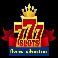 flores silvestres desbravadores desbravadores 25 flores silvestres e seus nomes